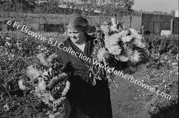 CHRYSANTHEMUM GROWERS